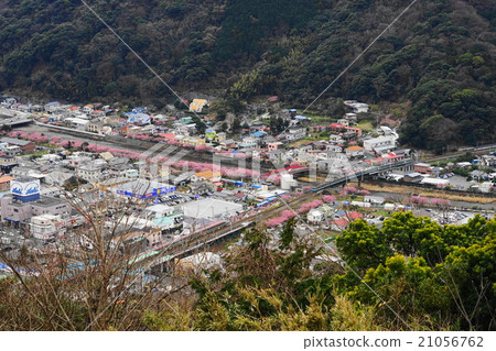 February Minamiizu 14 The Kawazu cherry blossom Festival February Minamiizu 14 The Kawazu cherry blossom Festival 21056762