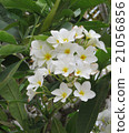 雞蛋花 21056856