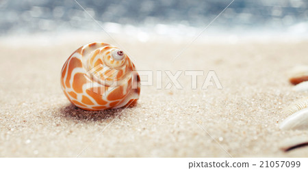 Sea shell on sandy beach 21057099
