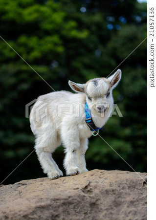 Goat's portrait 21057136