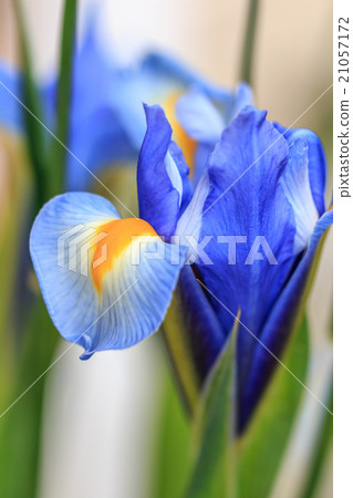 鳶尾花 鳶尾花 21057172