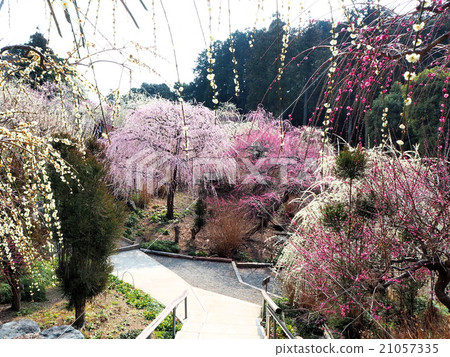 哭泣的梅花園 21057335