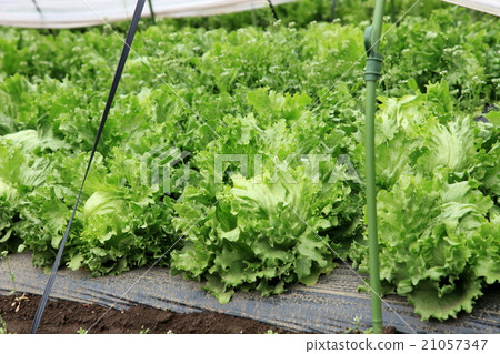 Lettuce's outdoor cultivation 21057347