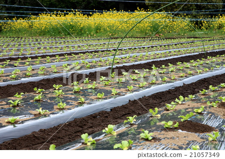 Planting lettuce that Ⅱ Planting lettuce that Ⅱ 21057349