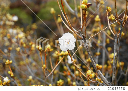 Flowering of Genkai Tsui Flowering of Genkai Tsui 21057358