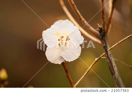 令人眼花繚亂的白鯨 令人眼花繚亂的白鯨 21057363