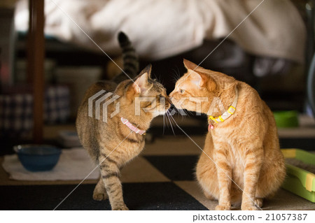 Cats that greet good morning 21057387