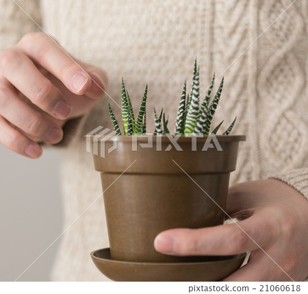 葉子植物 21060618