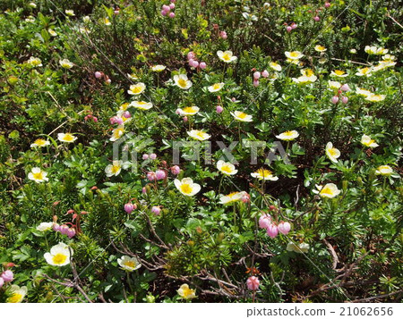 Tingleworm and Ezonoguzakakura Tingleworm and Ezonoguzakakura 21062656