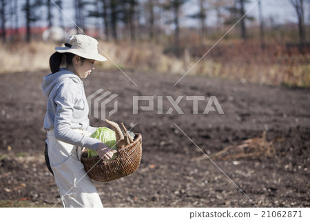 Autumn vegetable harvest 21062871