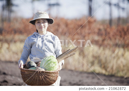 Autumn vegetable harvest 21062872