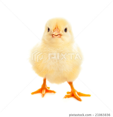 Little chicken isolated on white 21063836
