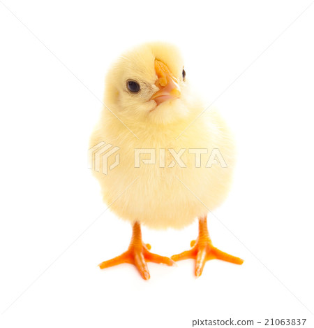 Little chicken isolated on white 21063837