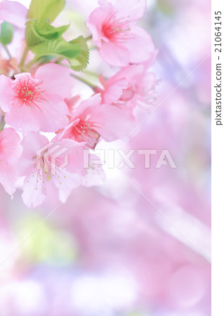 Cherry blossom blooming image Cherry blossom blooming image 21064145