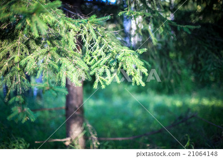 Pine tree on blurred colorful background forest 21064148