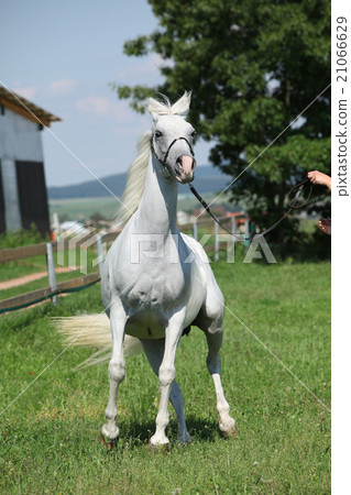 Angry white shagya arab 21066629