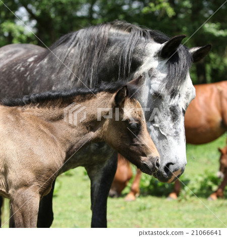 Beautiful mare with foal 21066641