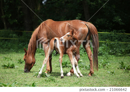 Beautiful mare with foal 21066642