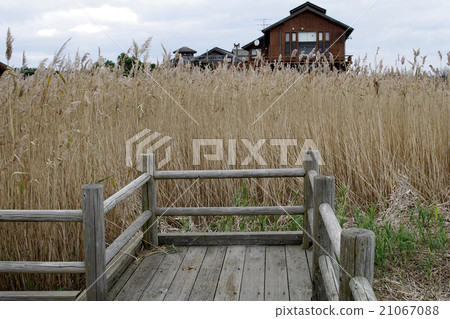 Yonago Waterbird Park Nature Center Pier Yoshi Yonago Waterbird Park Nature Center Pier Yoshi 21067088