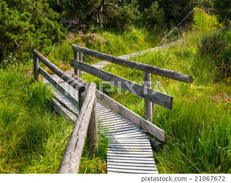 Wooden path in moor area Wooden path in moor area 21067672
