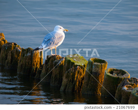 Seagull sitting on a pillar 21067699