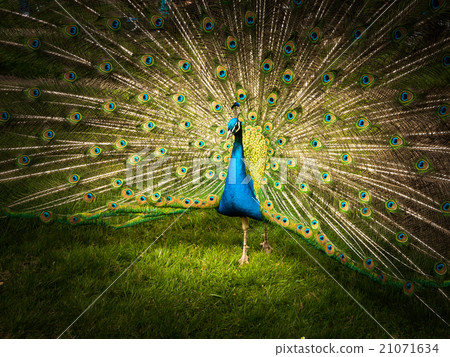 Portrait of peacock with spread feathers 21071634