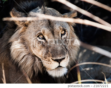 Portrait of male lion lying in the grass 21072221
