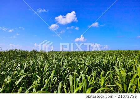 Okinawa Miyakojima Sugarcane field and blue sky 21072759