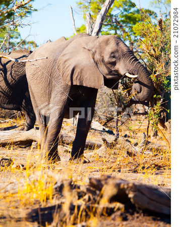 Eating african elephant 21072984