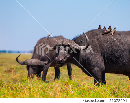 Grazing buffalos and birds sitting on them Grazing buffalos and birds sitting on them 21072994