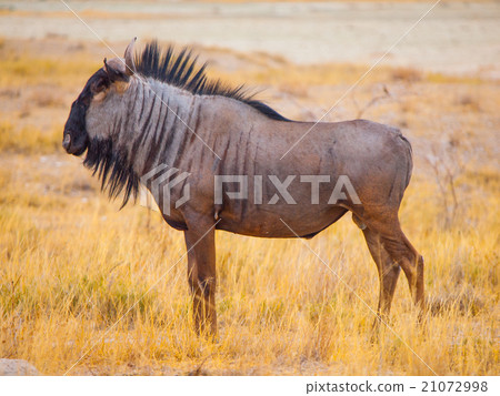 Wildebeest gnu profile Wildebeest gnu profile 21072998