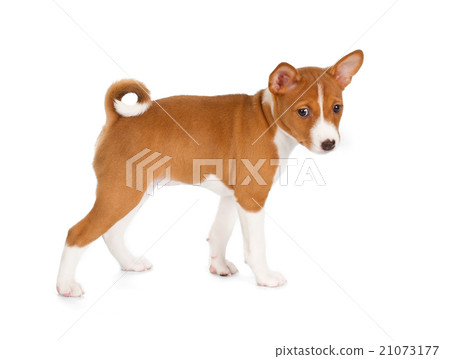 Basenji puppy Basenji puppy 21073177