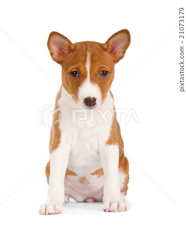 Basenji puppy Basenji puppy 21073179