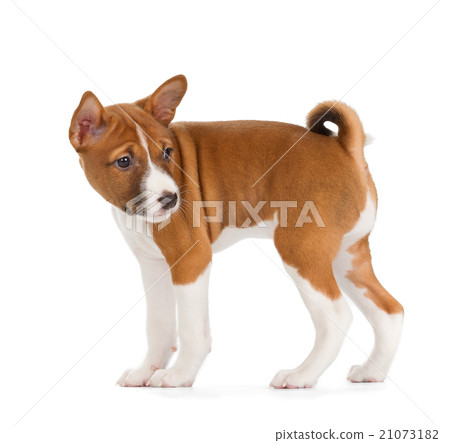 Basenji puppy 21073182
