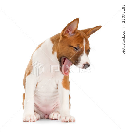 Basenji puppy yawning. 21073183