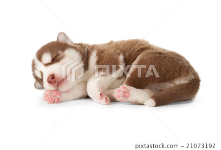 Siberian cooper red husky puppy asleep 21073192