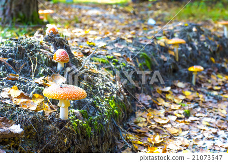 Group of toadstools in forest. Group of toadstools in forest. 21073547