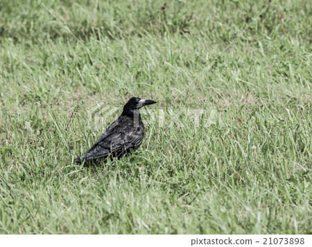 Black crow on the green grass Black crow on the green grass 21073898