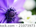 Close-up of anemone 21073973