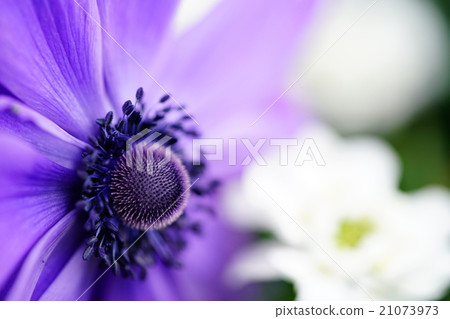 Close-up of anemone 21073973