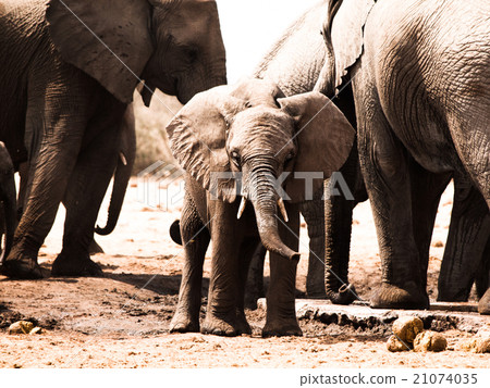 Young african elephant in the middle of family Young african elephant in the middle of family 21074035