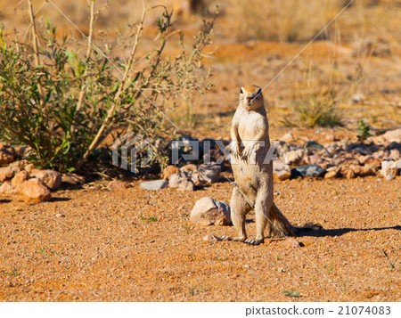 Cape ground squirrel standing in dry landscape Cape ground squirrel standing in dry landscape 21074083