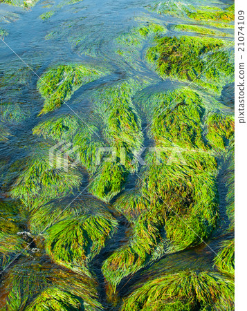 Detailed view of river grass and algae Detailed view of river grass and algae 21074109