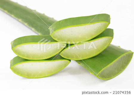蘆薈食用蘆薈 21074356