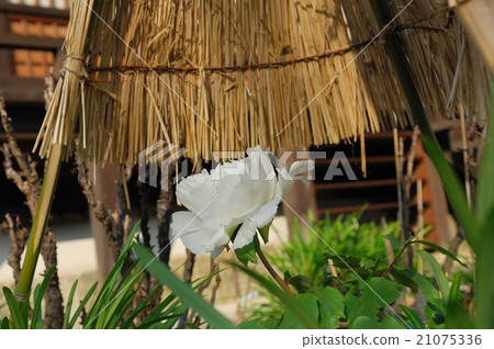 奈良縣Katsuragi市花，牡丹@Ishikoji 21075336