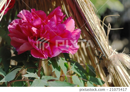 Flower, Peony @ Ueno Toshogu Shrine, Tokyo 21075417