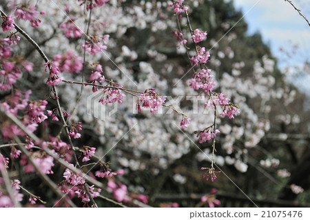 Flowers, cherry blossoms, full bloom @ Fukusera, Makioyama, Izumi-shi Flowers, cherry blossoms, full bloom @ Fukusera, Makioyama, Izumi-shi 21075476