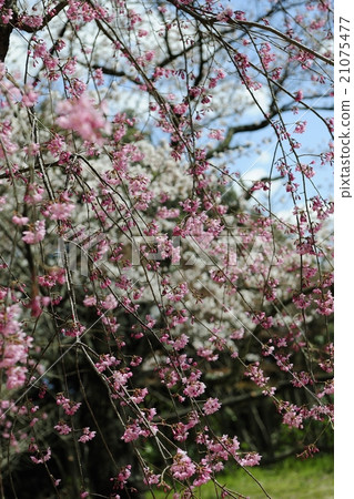 Flowers, cherry blossoms, full bloom @ Fukusera, Makioyama, Izumi-shi Flowers, cherry blossoms, full bloom @ Fukusera, Makioyama, Izumi-shi 21075477