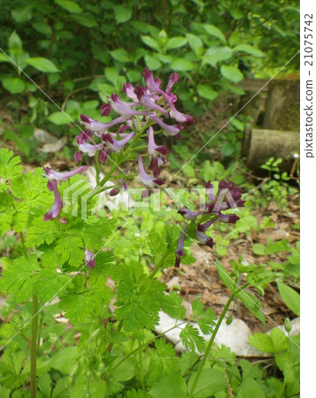 Murasakikeman (in Oyamada green spaces in Machida city, Tokyo) 21075742