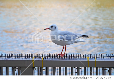 seagull 21075776